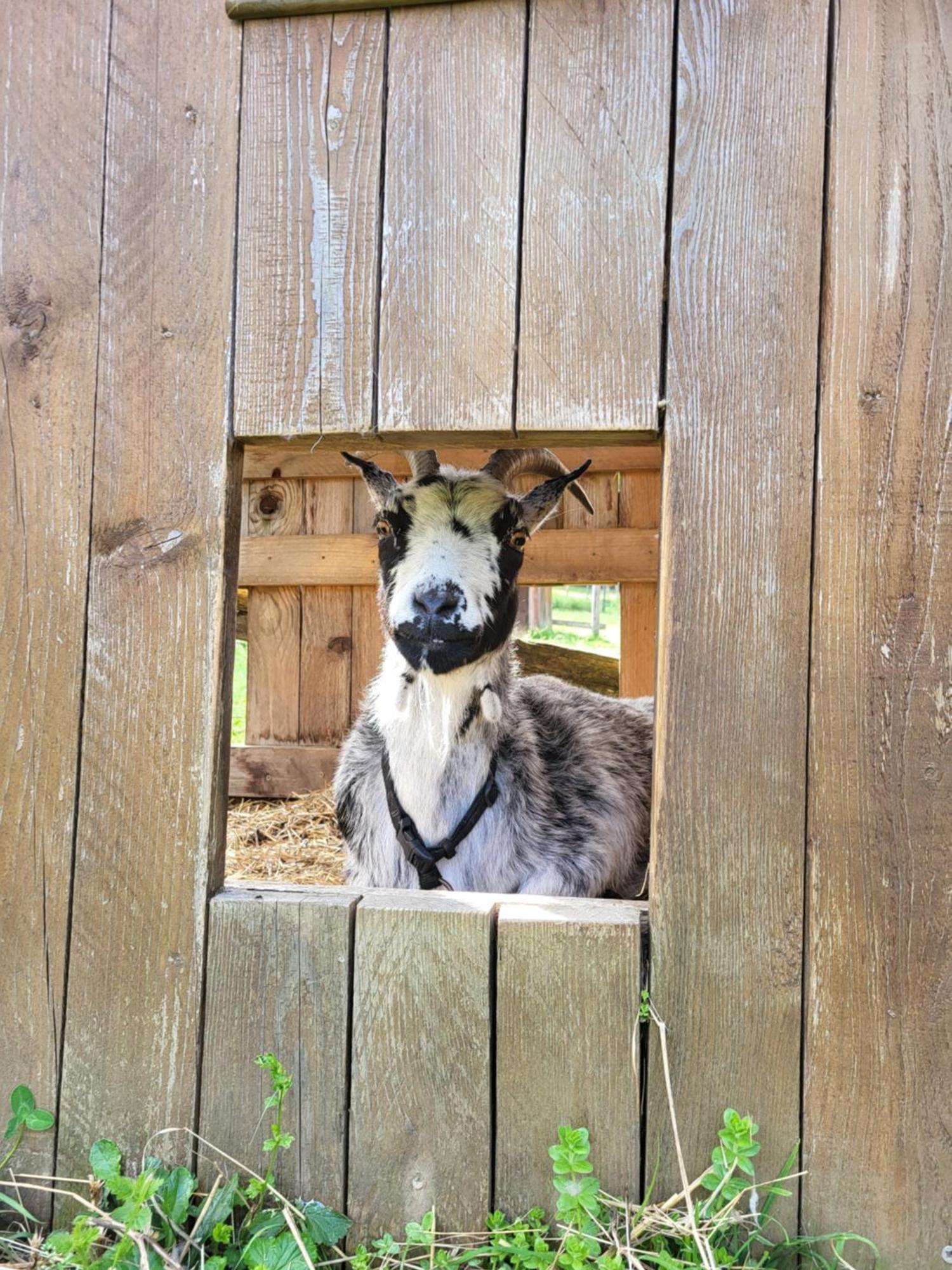 Le Paradis Des Animaux Coublevie Exterior foto