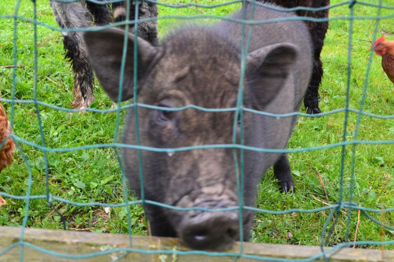 Le Paradis Des Animaux Coublevie Exterior foto