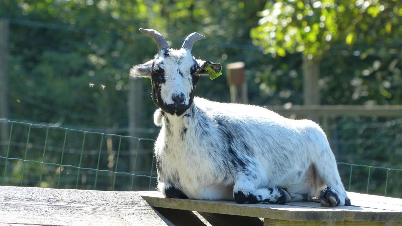 Le Paradis Des Animaux Coublevie Exterior foto